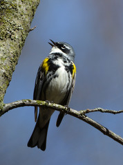 Yellow-rumped Warbler singing