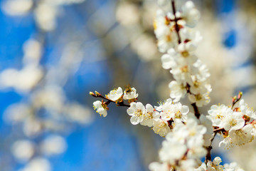 Apple trees flowers. Flowering tree and blue sky. Fresh spring apple tree branches with flowers. Cherries on a blurred background of nature. Spring background with bokeh