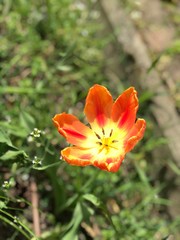 Obraz premium Flower 