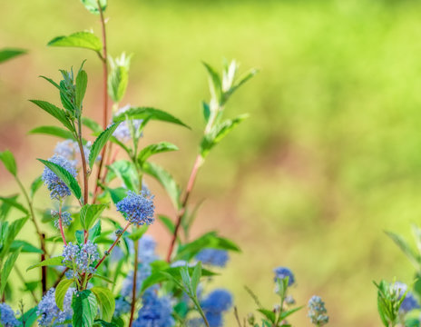 Natural Plant New Jersey Tea Ceanothus Americanus With Defocused Background