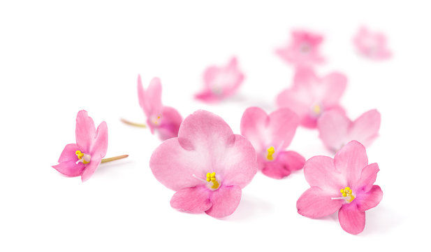 Pink flowers of Violets on white background.
