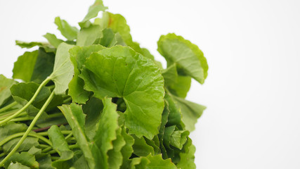 Gotu kola on whtie background.It is asian food herb.