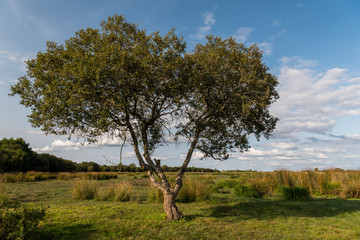 Lonely tree in the Briere marsh area near Breca