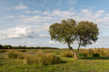 Lonely tree in the Briere marsh area near Breca