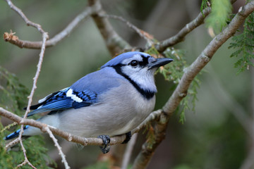 Blue Jay in cedar tree