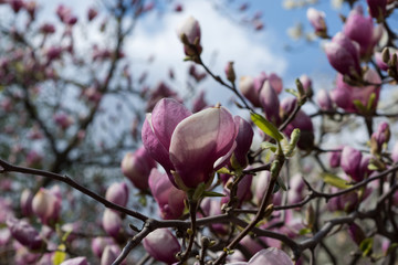 Bright pink beautiful magnolia in spring 