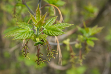 Maple tree in blossom with new shoots. Close up. Close up of fresh green and redish leaves of a maple tree in blossom