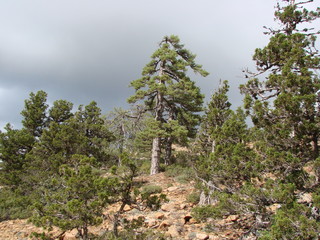 Fototapeta premium A view from below on the greatness of the trees of the high mountain forest on a rocky slope of the mountain on the background of a cloudy blue sky.