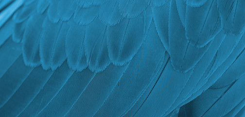Close up blue macaw feathers for background
