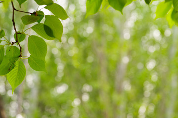 Fototapeta na wymiar Green leaves on green bokeh background, Natural green background