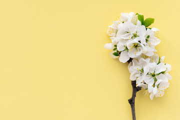 Spring flowers. White cherry flowers on a yellow background. Spring background, copy space, flat lay.