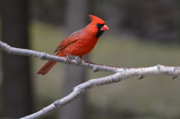 Northern Cardinal on branch