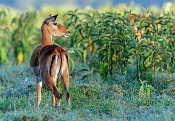 Impala in the bush