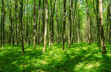 Fototapeta na wymiar beautiful green forest in spring