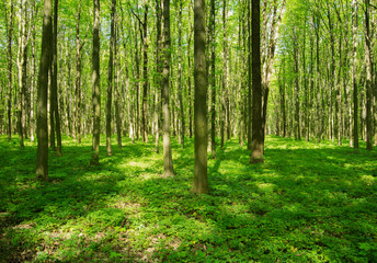 Green forest in spring