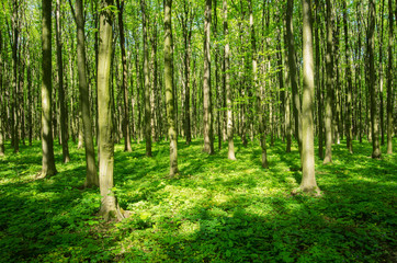 Obraz premium Green forest in spring