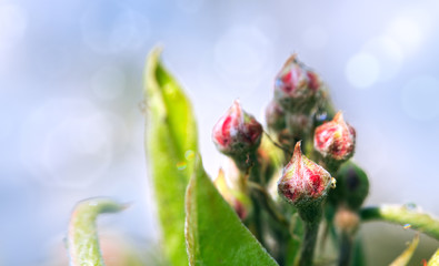 Pear blossom buds isolated on blue bokeh background.