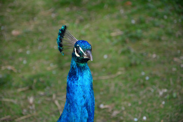 Blauer Pfau  ( Pavo cristatus ) 