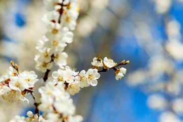 Apple trees flowers. Flowering tree and blue sky. Fresh spring apple tree branches with flowers. Cherries on a blurred background of nature. Spring background with bokeh