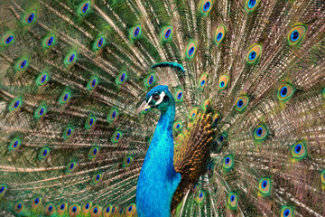 Balzender blauer Pfauenhahn von der Seite, mit ausgebreiteter Federkrone   (   Pavo cristatus  )