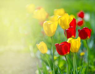 Yellow and red tulips.