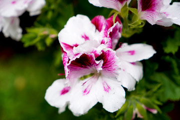 pink flowers in garden