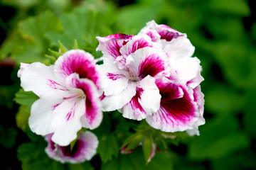 Naklejka premium pink flower in the garden