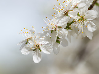 white cherry tree flower in spring