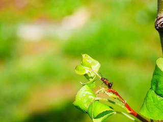 Ameise und Blattläuse