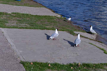 seagulls on concrete near the shore
