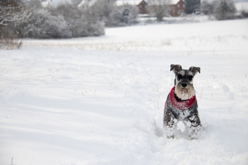 Schnauzer in snow