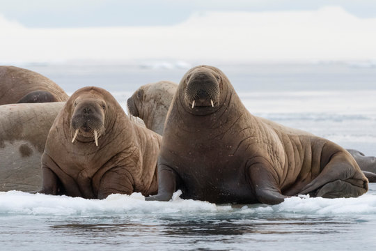 Atlantic walruses (Odobenus rosmarus), Vibebukta, Austfonna, Nordaustlandet, Svalbard Islands, Arctic