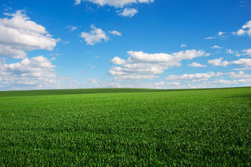 Image of green grass field and bright blue sky