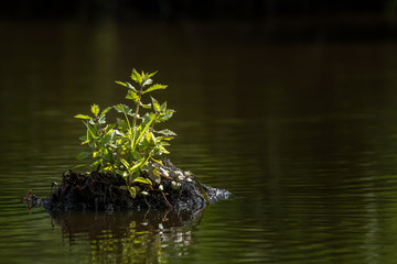 Small young plants in the Briere marsh