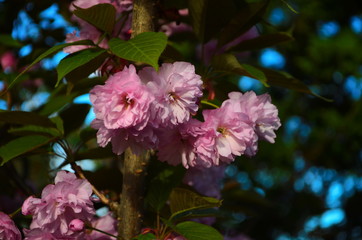 Fluffy pink cherry blossom flowers on branches on the tree