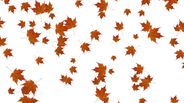 Falling maple leaves white background animation. Autmn fall. Seamless looping animation.