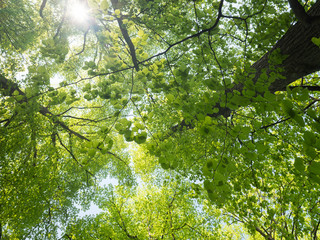 lush vegetation of beech leaves in spring above water of pond