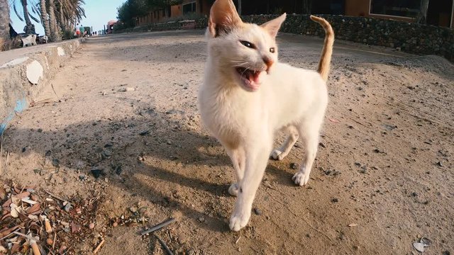 Egyptian cat meows in the desert land