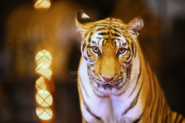 The Indochinese tiger (Panthera tigris corbetti) in circus show. It is listed as Endangered on the IUCN Red List. Tiger looking at camera, selective focus and free space for text. Toned image.