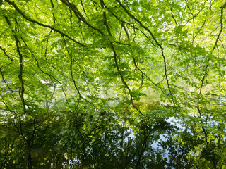 Fototapeta premium lush vegetation of beech leaves in spring above water of pond
