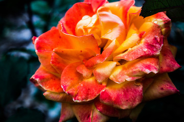 Ombre Orange Rose