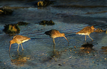 Curlews Feeding