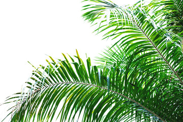 Naklejka na ściany i meble Leaves of palm tree