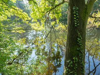 fresh leaves of oak tree reflect in water of pond