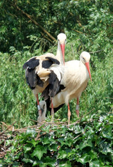 Störche im Nest