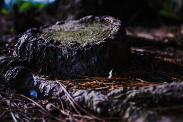 Tiny Tree Stump In Forest