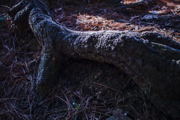 Tree Root In Forest