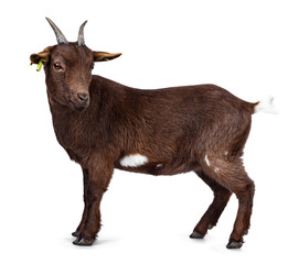 Cute dark brown pygmy goat, standing side ways. Looking beside camera with head turned. Isolated on white background.