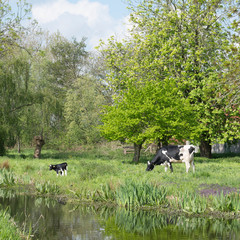 black and white cow with calf in lush spring tree orchard near Woerden in holland