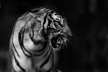 Motion blurred of The Indochinese tiger (Panthera tigris corbetti). It is listed as Endangered on the IUCN Red List. Tiger is angry, selective focus and free space for text. Black and white image.